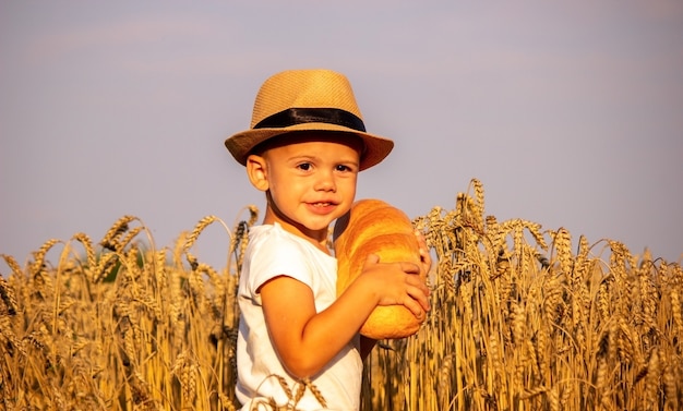 Child eating a loaf in a wheat field. Selective focus