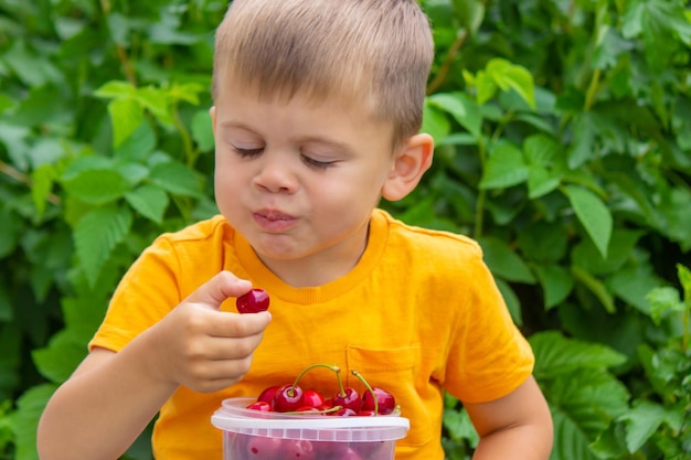 The child eats cherries in the garden