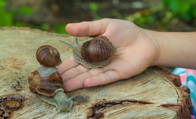 The child examines the snails on the tree Selective focus