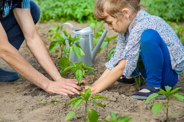 Child and father plants in the garden.