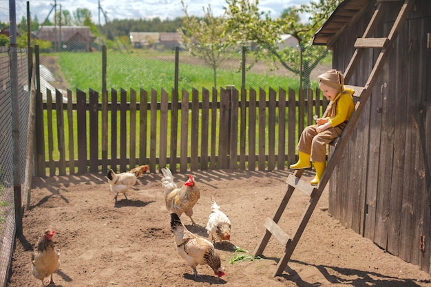 Child feeds poultry with fresh grass from a bucket