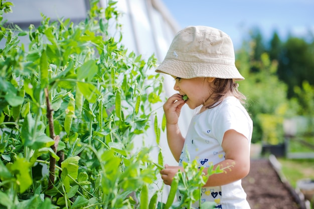 Child in the garden gathers eating peas