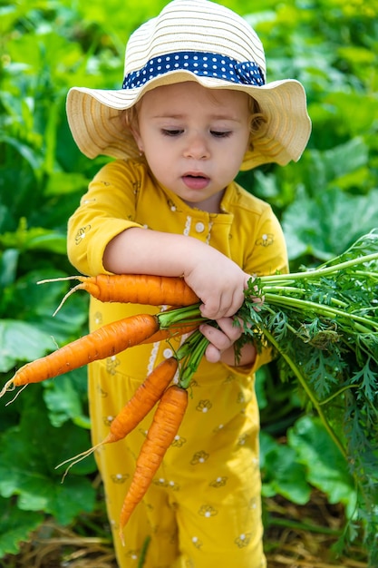 A child in the garden holds a crop of carrots in his hands selective focus