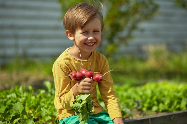 Child gardener in the garden with Harvest radishes in the backyard or farm