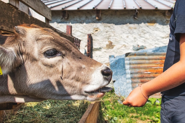 Child gives hay to a cow