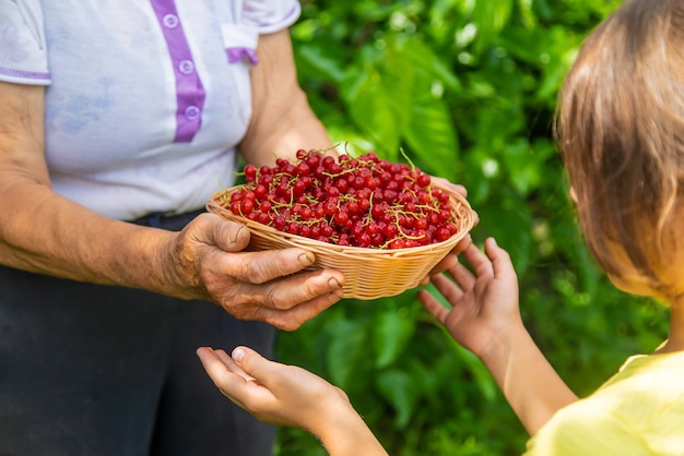 The child and grandmother are harvesting red currants. Selective focus. Food.