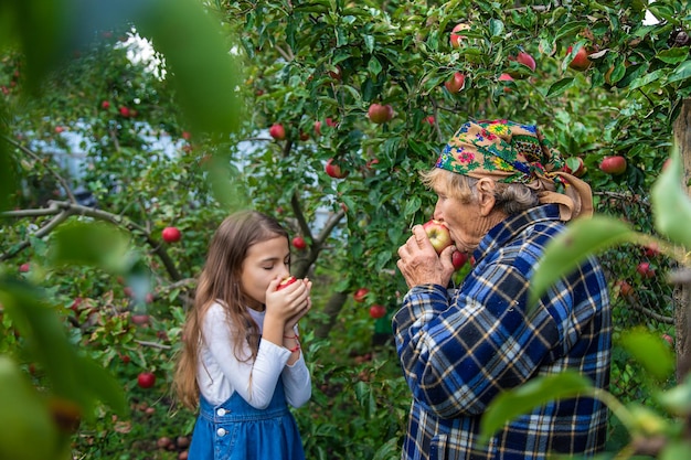 Child and grandmother harvest apples in the garden Selective focus