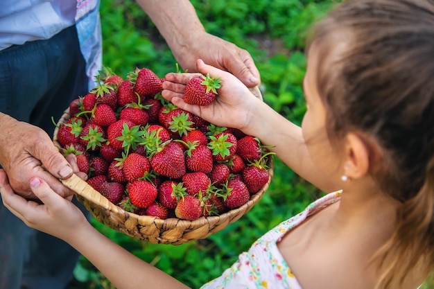 The child and grandmother pick strawberries in the garden. Kid.