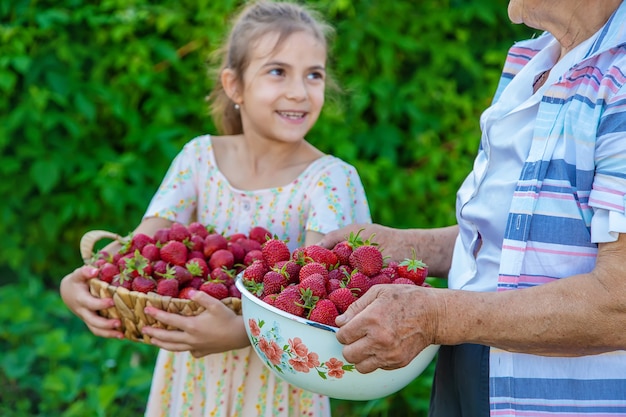 The child and grandmother pick strawberries in the garden. Kid.