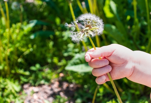 Child hand giving a flower