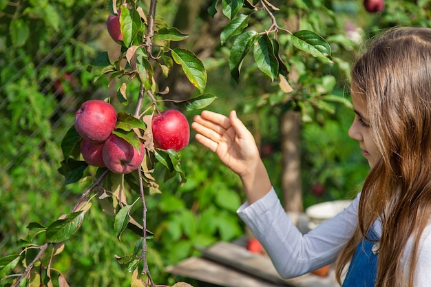 A child harvests apples in the garden Selective focus