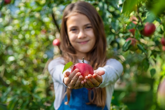 A child harvests apples in the garden Selective focus