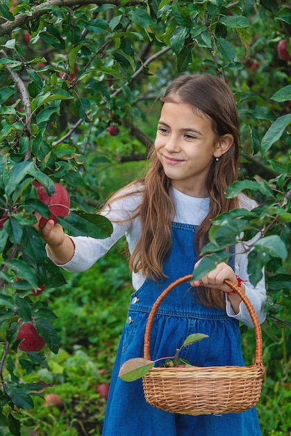 A child harvests apples in the garden Selective focus