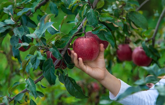 A child harvests apples in the garden Selective focus