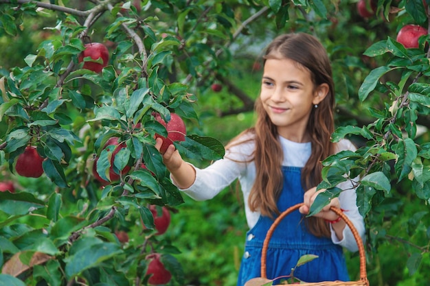 A child harvests apples in the garden Selective focus