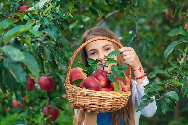 A child harvests apples in the garden Selective focus