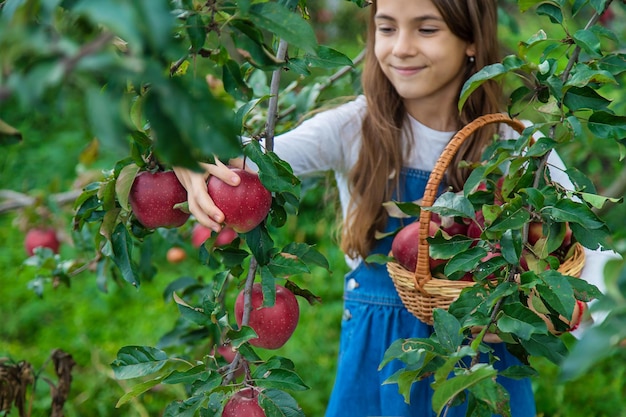 A child harvests apples in the garden Selective focus