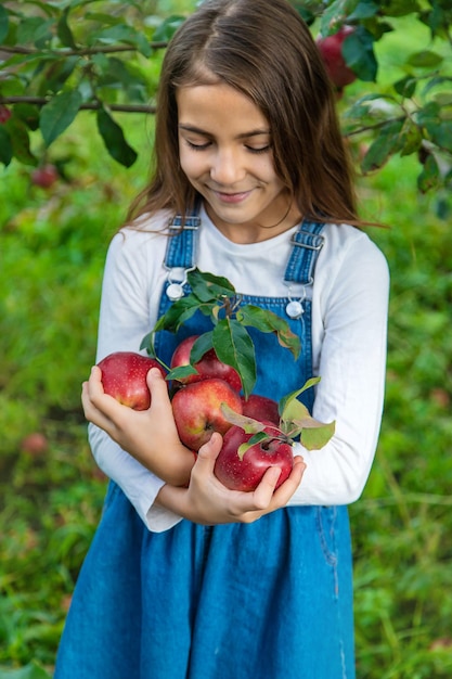 A child harvests apples in the garden Selective focus