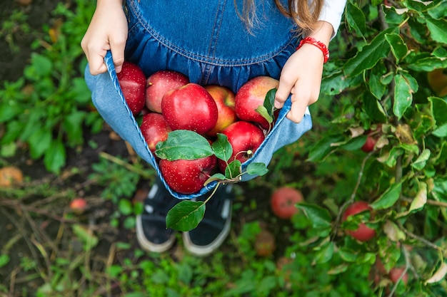 A child harvests apples in the garden Selective focus