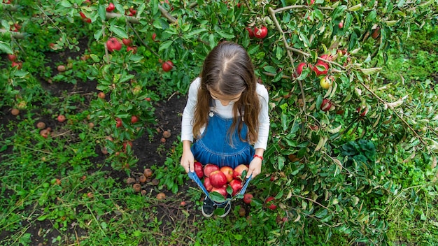 A child harvests apples in the garden Selective focus