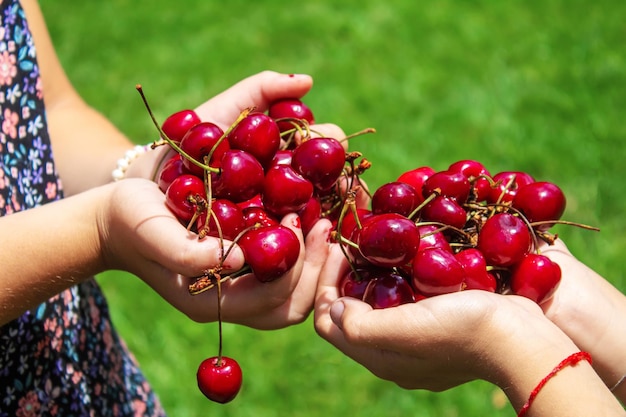 A child harvests cherries in the garden selective focus