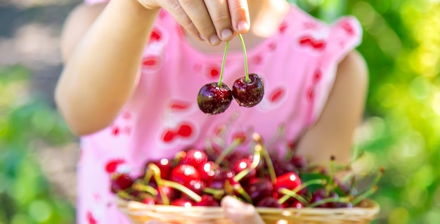 A child harvests cherries in the garden Selective focus