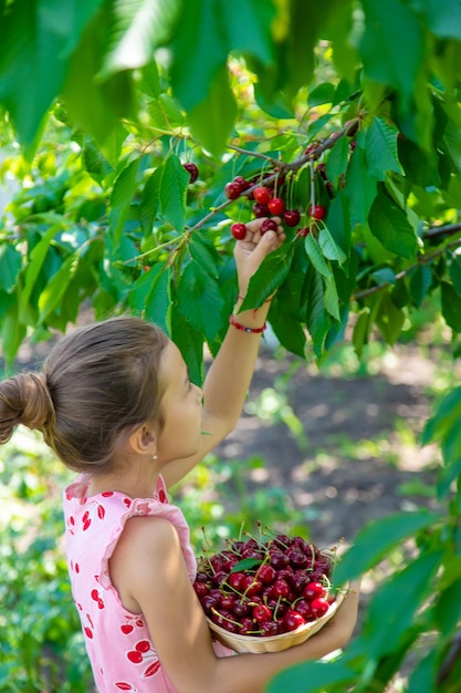 A child harvests cherries in the garden Selective focus