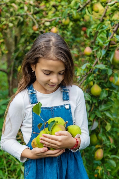 A child harvests pears in the garden Selective focus