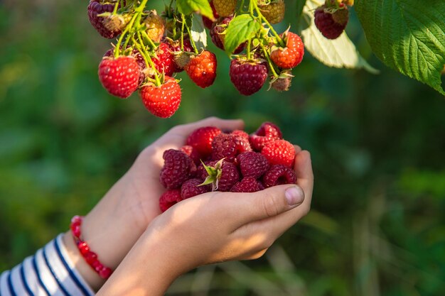 A child harvests raspberries in the garden Selective focus