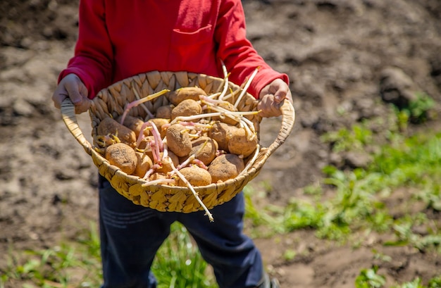 Child helps plant potatoes in the ground