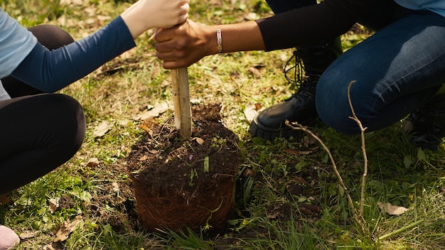 Child and her friend are planting a small tree in the woods