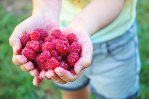 Photo child holding raspberries in his hands.selective focus.