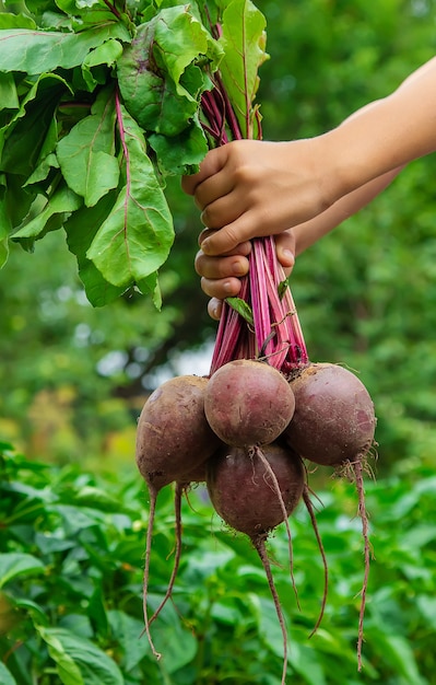 The child holds the beets in his hands in the garden. Selective focus. Food.