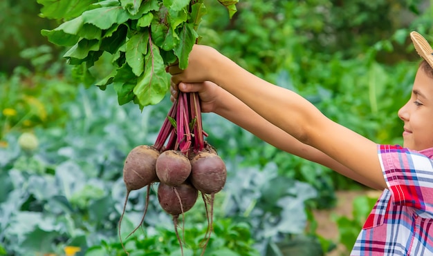 The child holds the beets in his hands in the garden. Selective focus. Food.