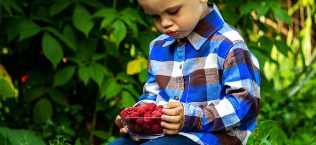 Child holds a bowl with ripe raspberries organic product on the farm.