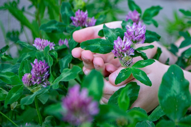 A child holds a flower in a garden with the leaves of clover.