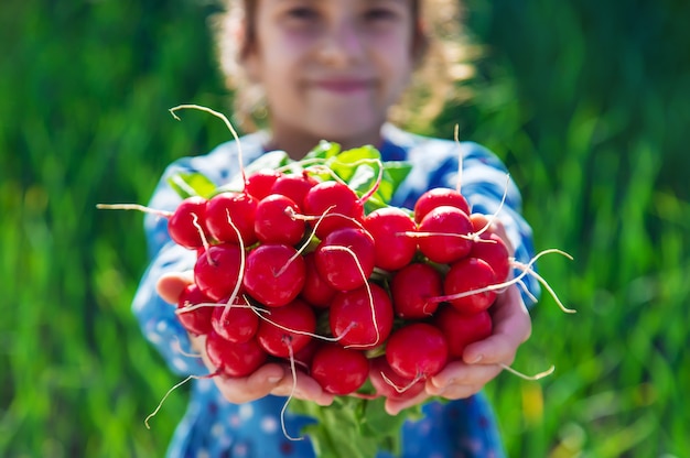 The child holds the harvest radish from the garden in his hands