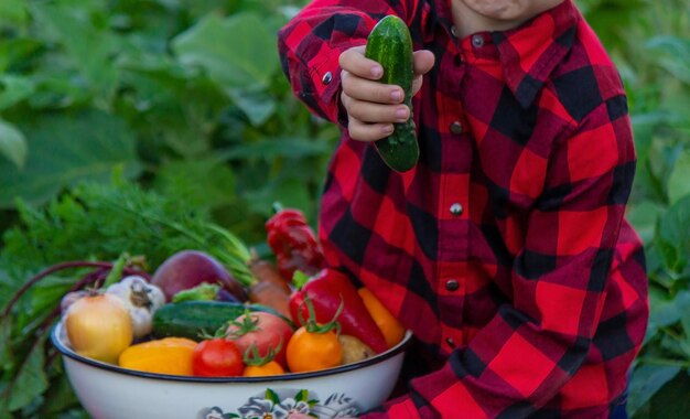 A child holds a harvest of vegetables in his hands Selective focus