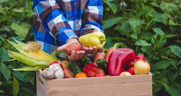 A child holds a harvest of vegetables in his hands Selective focus