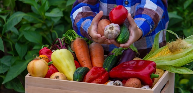 A child holds a harvest of vegetables in his hands Selective focus