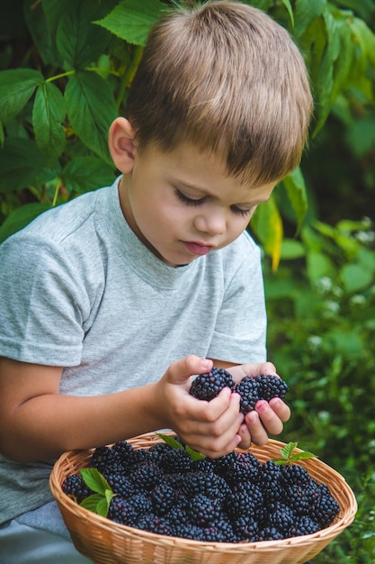 The child holds in his hands a wooden bowl with black raspberries in the garden in summer