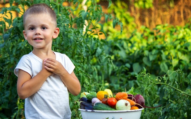 The child holds information vegetables in his hands. Vegetables in a bowl on the farm. Organic product from the farm. Selective focus. Nature