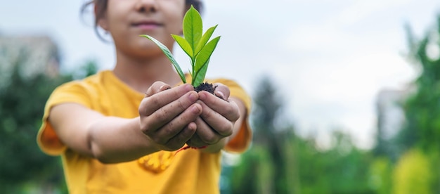 The child holds the plant and soil in his hands Selective focus