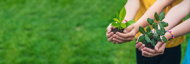 The child holds the plant and soil in his hands Selective focus