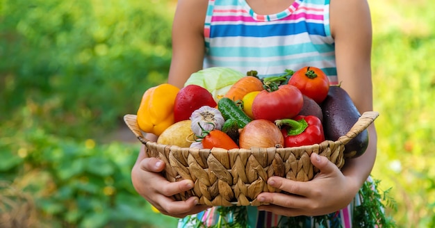 The child holds vegetables in his hands in the garden. Selective focus. Kid.