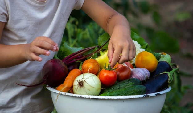 The child holds vegetables in his hands. Vegetables in a bowl on the farm. Organic product from the farm