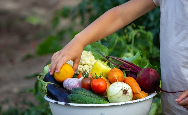 The child holds vegetables in his hands. Vegetables in a bowl on the farm. Organic product from the farm