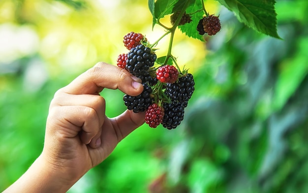 The child is harvesting blackberries in the garden. Selective focus. Food.