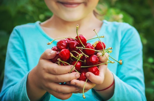 The child is picking cherries in the garden. Selective focus.