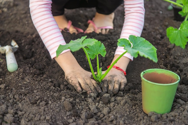 The child is planting a plant in the garden Selective focus